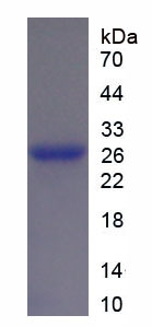 Figure 1. SDS-PAGE