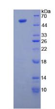 Figure 3. SDS-PAGE