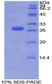 Figure 1. SDS-PAGE