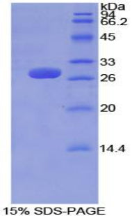 Figure 1. SDS-PAGE