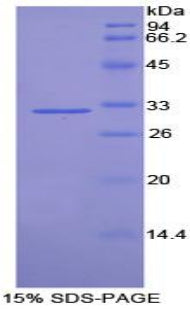 Figure 1. SDS-PAGE
