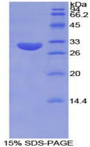 Figure 1. SDS-PAGE