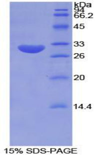 Figure 1. SDS-PAGE