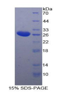 Figure 1. SDS-PAGE