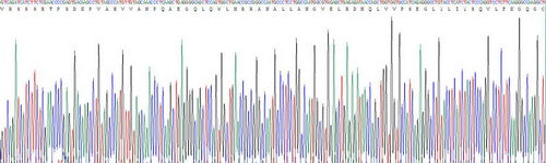 Recombinant Human Tumor Necrosis Factor Alpha (TNFa)
