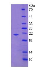 Figure 3. SDS-PAGE