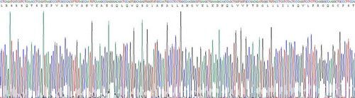 Recombinant Pig Tumor Necrosis Factor Alpha (TNFa)