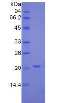 Figure 3. SDS-PAGE