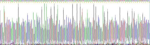 Recombinant Rat Tumor Necrosis Factor Alpha (TNFa)
