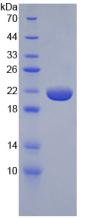 Figure 3. SDS-PAGE