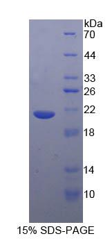 Figure 1. SDS-PAGE