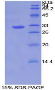 Figure 1. SDS-PAGE