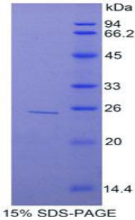 Figure 1. SDS-PAGE