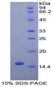 Figure 1. SDS-PAGE