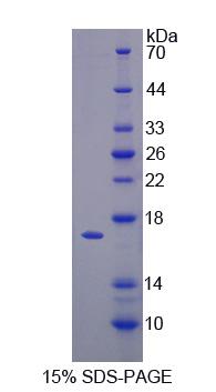 Recombinant Mouse Tumor Necrosis Factor Beta (TNFb)