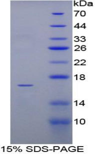 Figure 1. SDS-PAGE