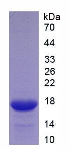 Figure 2. SDS-PAGE