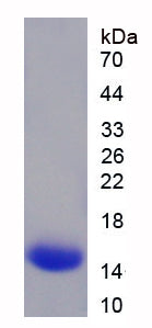 Figure 1. SDS-PAGE