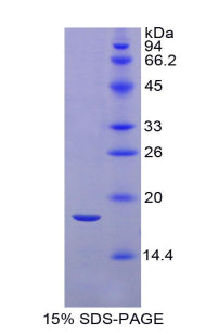 Figure 1. SDS-PAGE