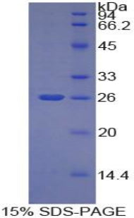 Figure 1. SDS-PAGE
