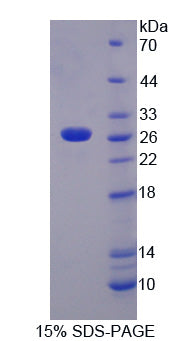 Figure 1. SDS-PAGE