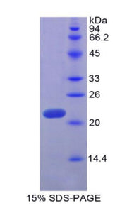 Figure 1. SDS-PAGE