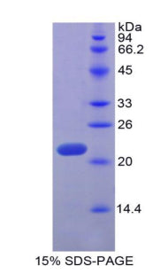 Figure 1. SDS-PAGE
