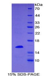 Figure 1. SDS-PAGE