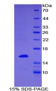 Figure 1. SDS-PAGE