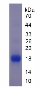 Figure 1. SDS-PAGE