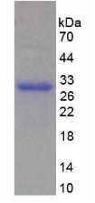 Figure 3. SDS-PAGE
