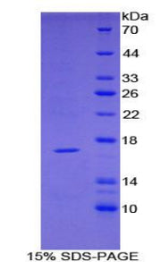 Figure 1. SDS-PAGE