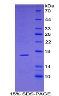 Figure 1. SDS-PAGE