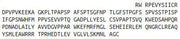 Recombinant Tumor Necrosis Factor Receptor 1 (TNFR1), RPU44252