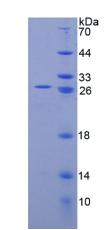 Figure 2. SDS-PAGE