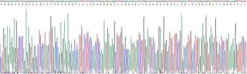Recombinant Human Tumor Necrosis Factor Related Apoptosis Inducing Ligand (TRAIL)