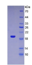 Figure 3. SDS-PAGE