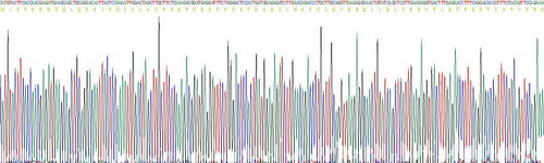 Recombinant Mouse Tumor Necrosis Factor Related Apoptosis Inducing Ligand (TRAIL)