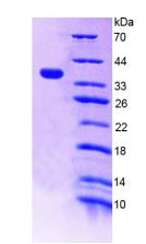 Figure 3. SDS-PAGE
