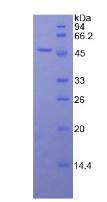Figure 2. SDS-PAGE