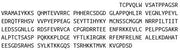 Recombinant Tumor Protein p53 (P53), RPU44263