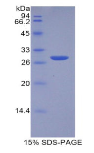 Figure 1. SDS-PAGE