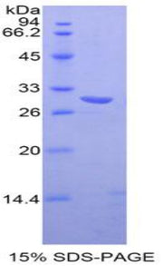 Figure 1. SDS-PAGE