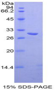 Figure 1. SDS-PAGE