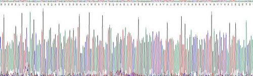 Recombinant Human Tyrosine 3/Tryptophan 5 Monooxygenase Activation Protein Zeta (YWHAz)