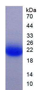 Figure 3. SDS-PAGE