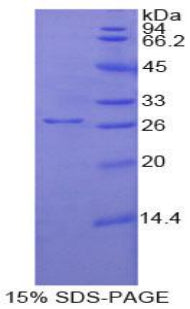 Figure 1. SDS-PAGE