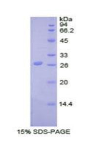 Figure 1. SDS-PAGE