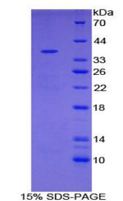 Figure 1. SDS-PAGE