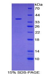 Figure 1. SDS-PAGE